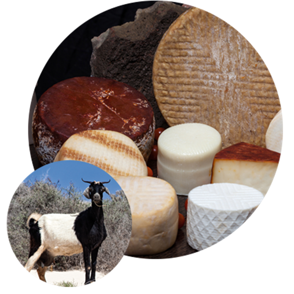 All-inclusive holidays in Fuerteventura, visit to the Cheese Museum