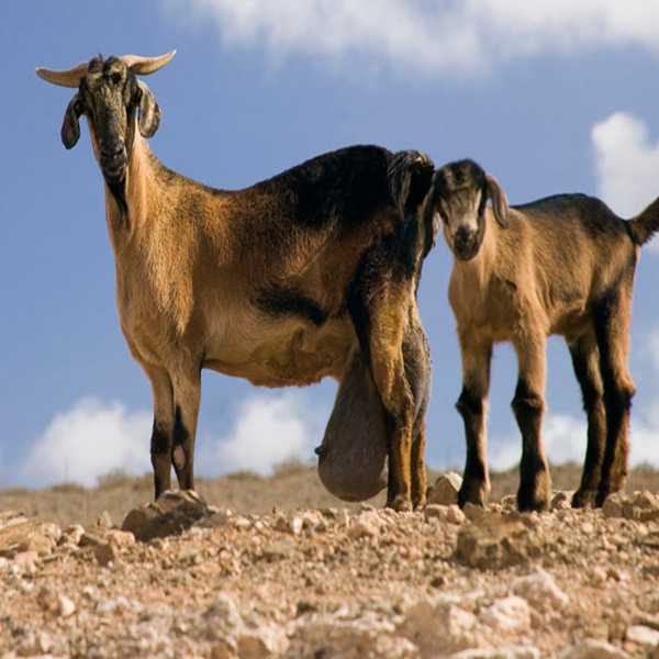 Vacaciones en Fuerteventura todo incluido, visita al Museo del Queso